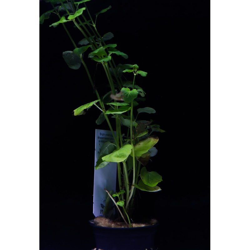 Asst Potted Aquatic Plant
