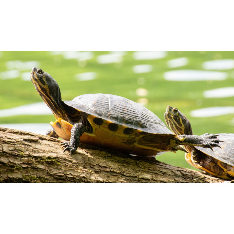 Baby Assorted Turtle