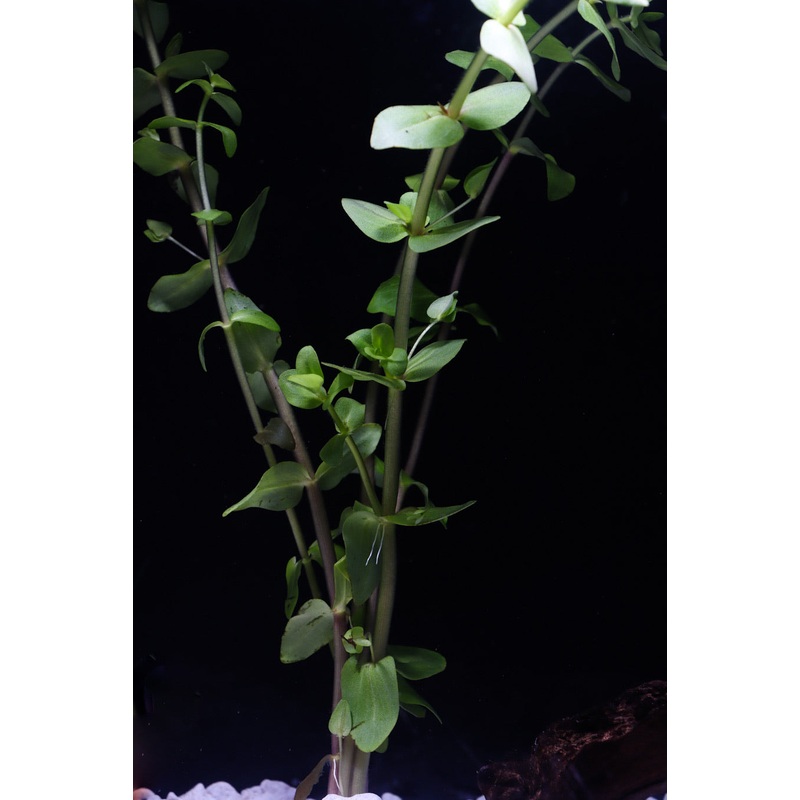 Bacopa