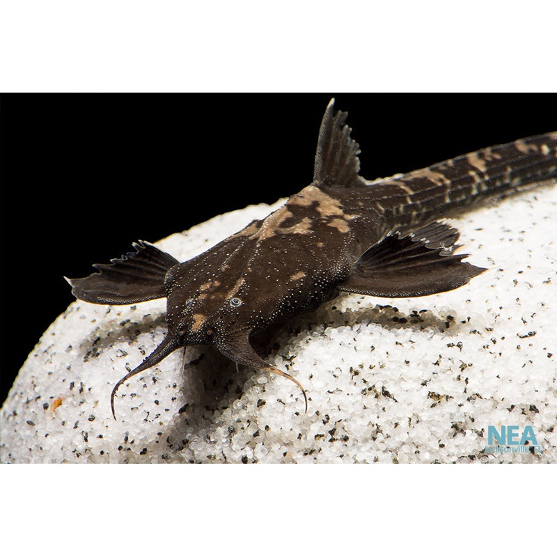 Banjo Catfish