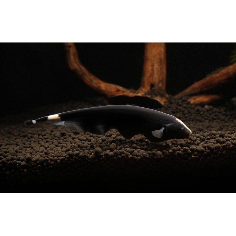 Black Ghost Knife