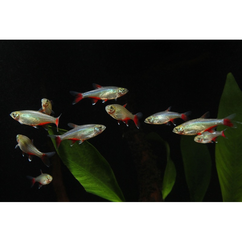 Bloodfin Tetra