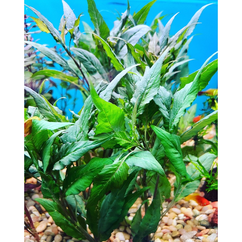 Blue Hygro