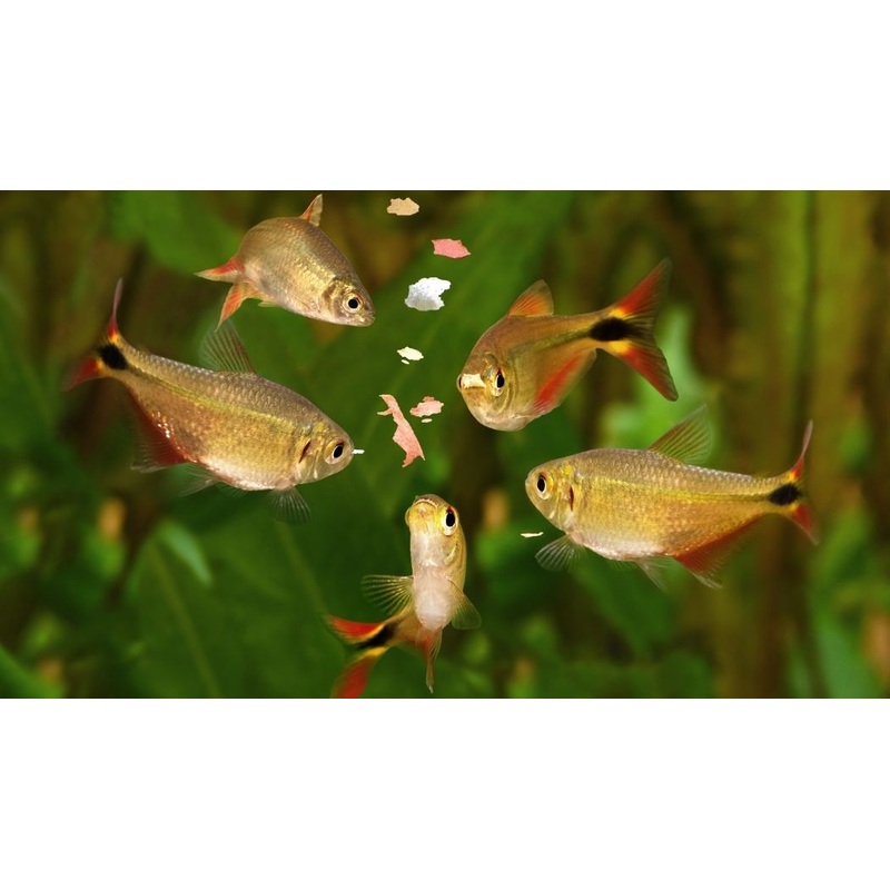 Buenos Aires Tetra