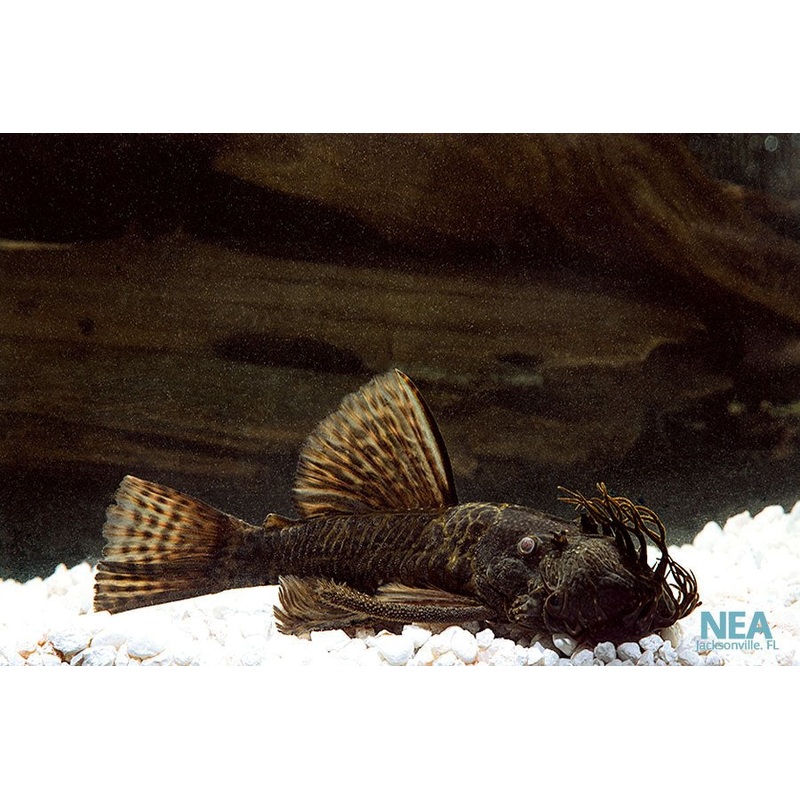 Bushynose Plecostomus