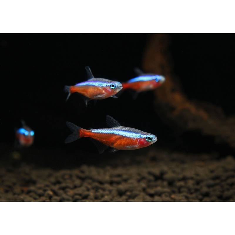 Cardinal Tetra