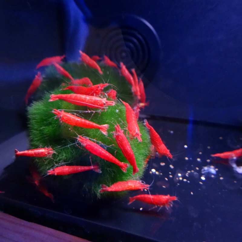 Cherry Shrimp Red