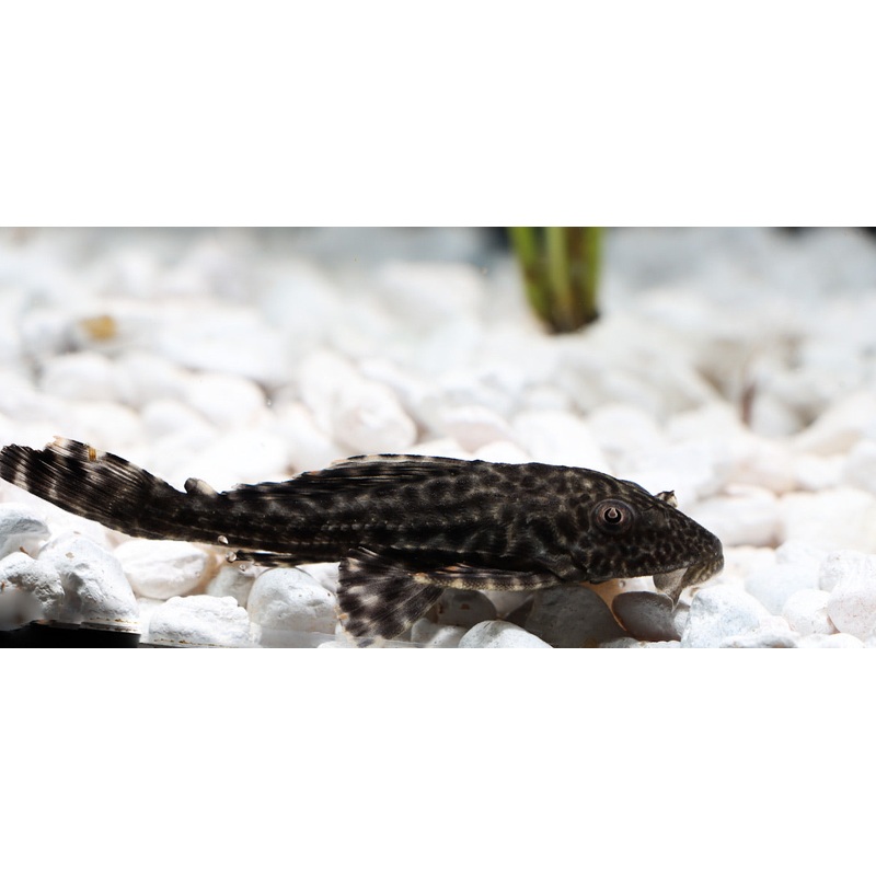 Common Plecostomus