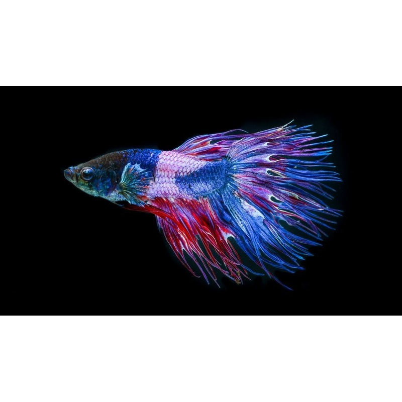 Crowntail Male Betta Fish