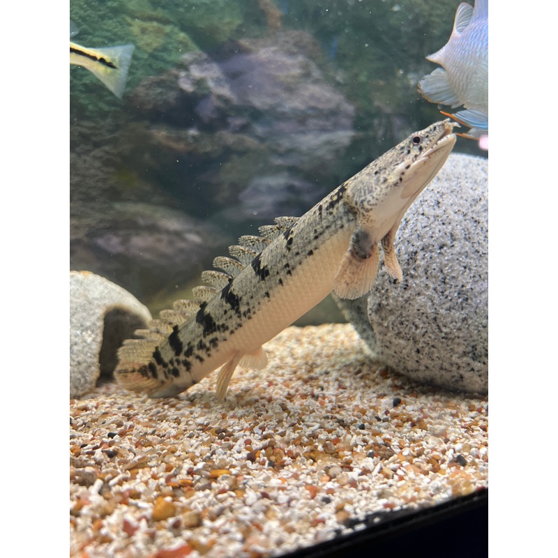 Delhezi Bichir