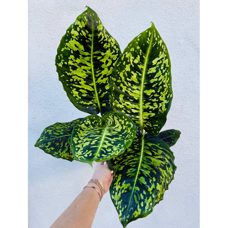 Dieffenbachia Reflector