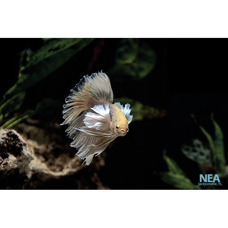 Dumbo Male Betta Fish