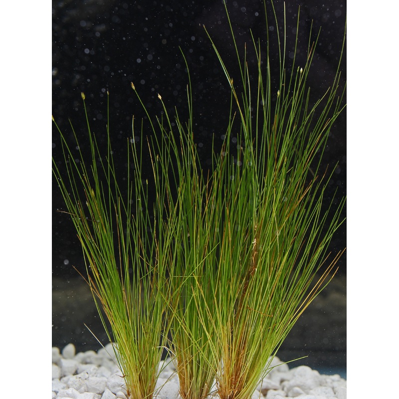 Dwarf Hair Grass