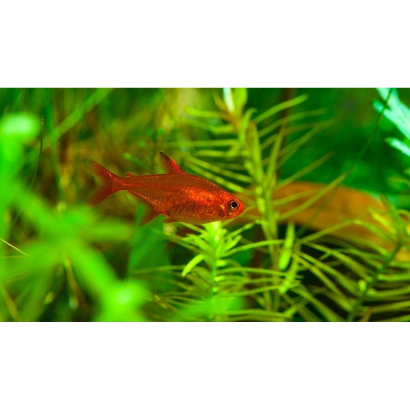 Ember Tetra