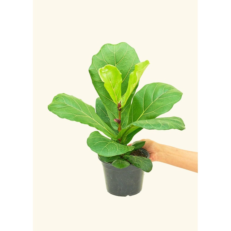 Fiddle Leaf Fig Live Plant (4" Pot): MD