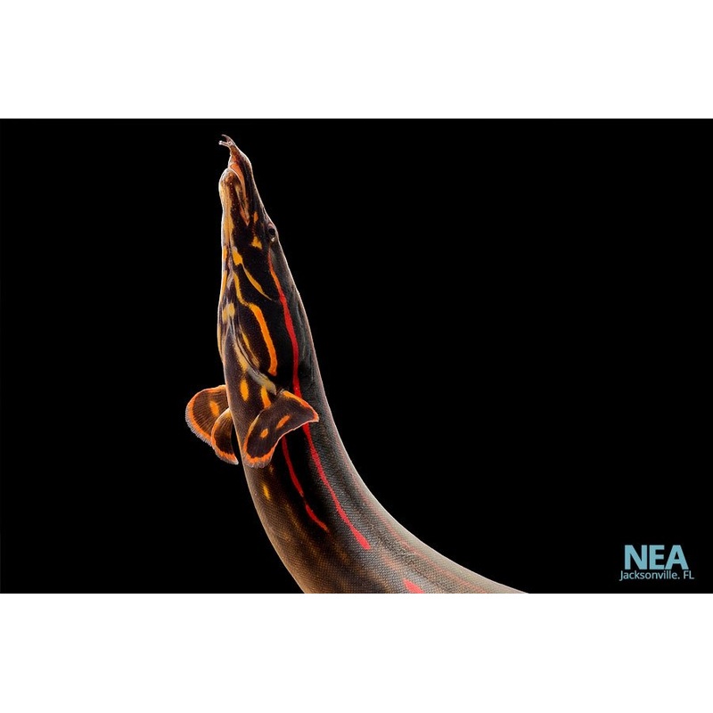 Fire Eel