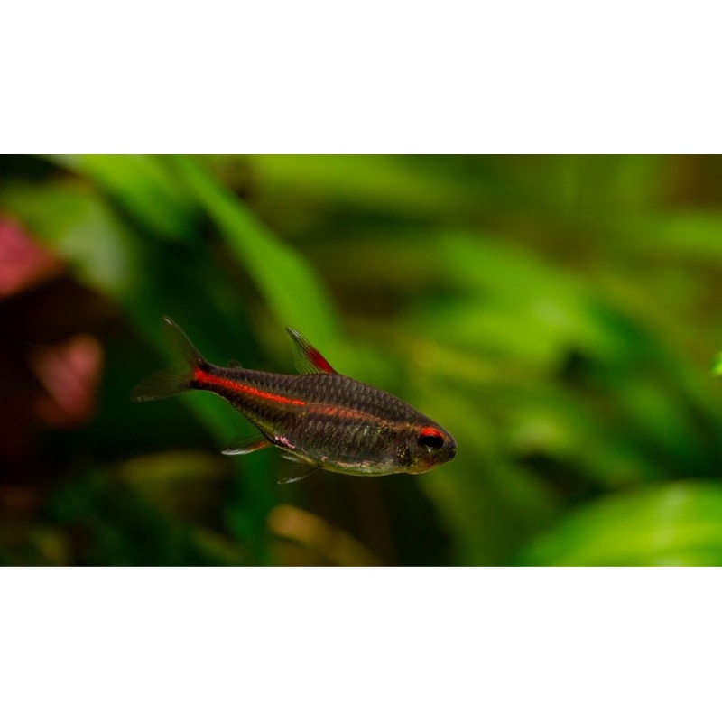 Glowlight Tetra