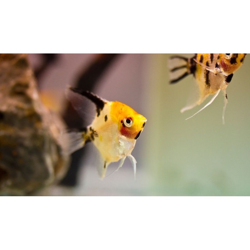 Gold Marble Angelfish
