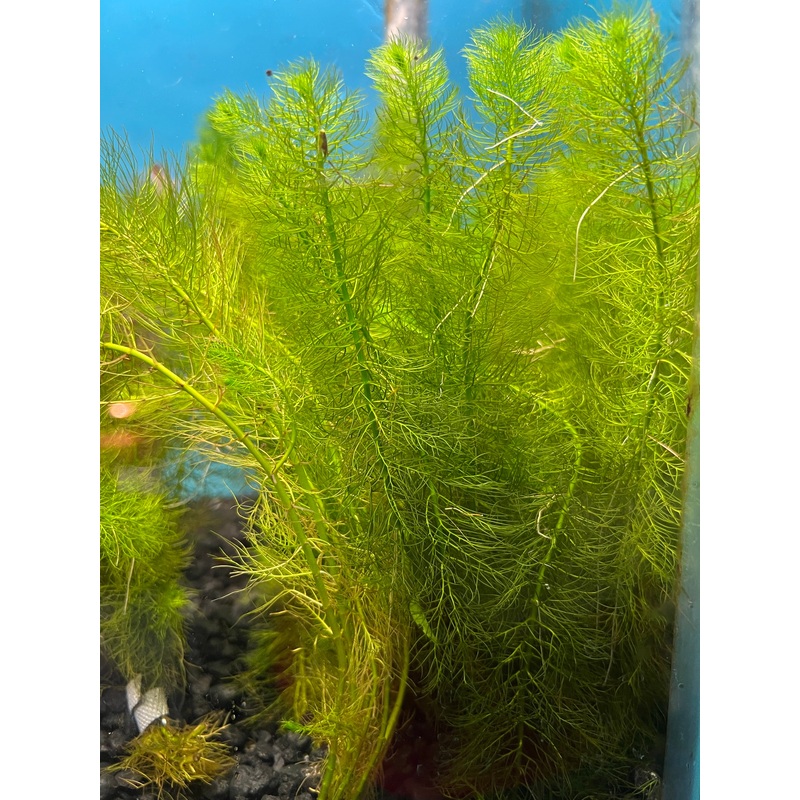 Green Myrio