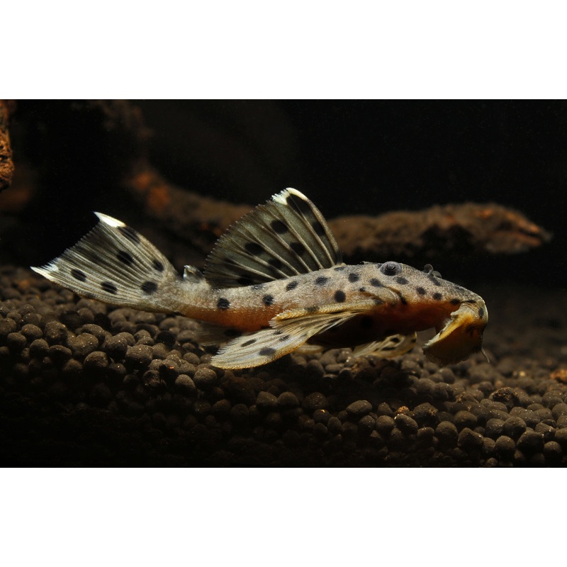 Grey Leporacanthicus "Sultan"  L 264 Plecostomus