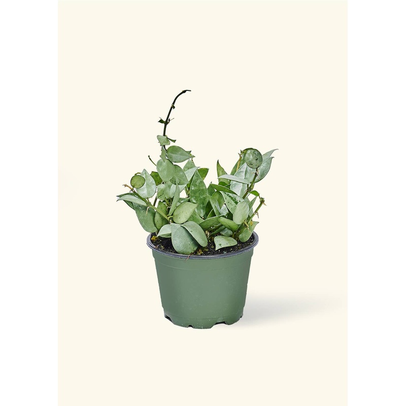 Hoya 'Arctic' (4"  Pot): Small