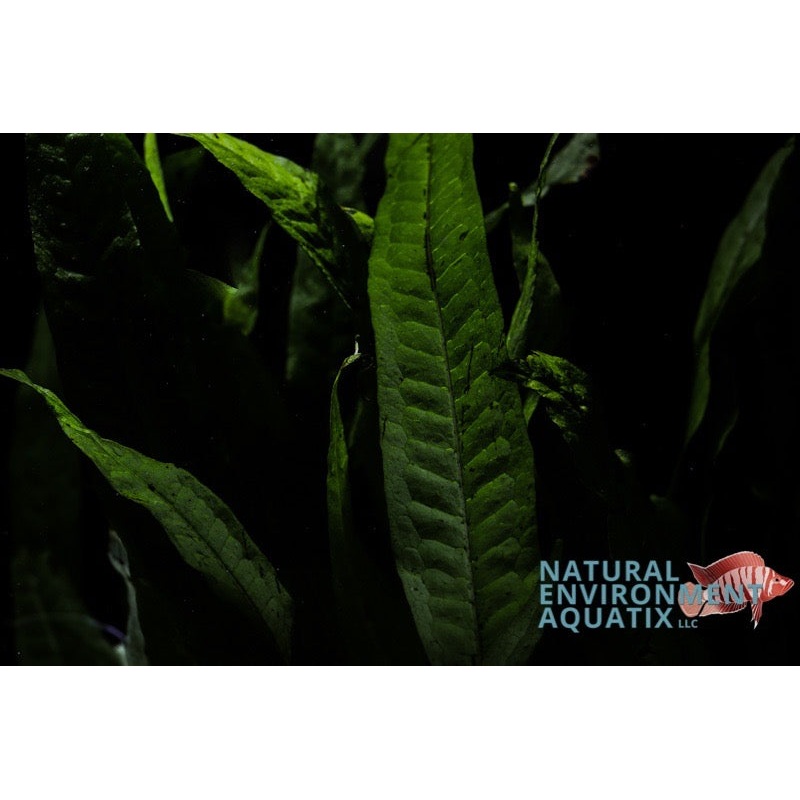 Java Fern