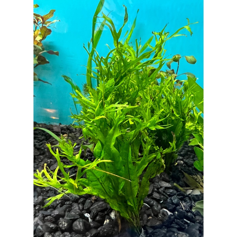 Java Fern Lace