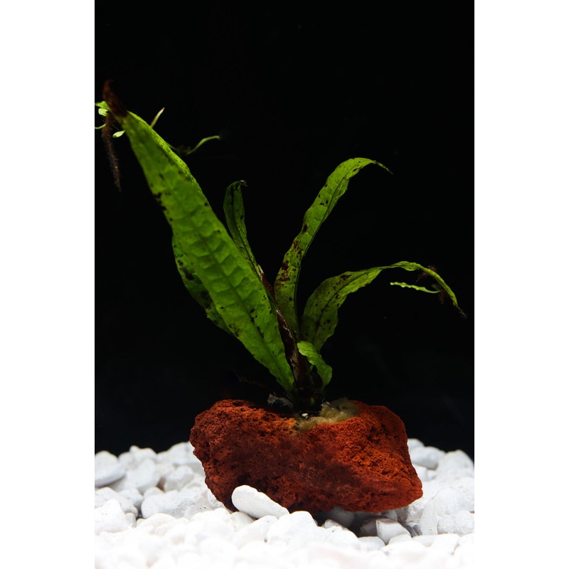 Java Fern On Lava Rock