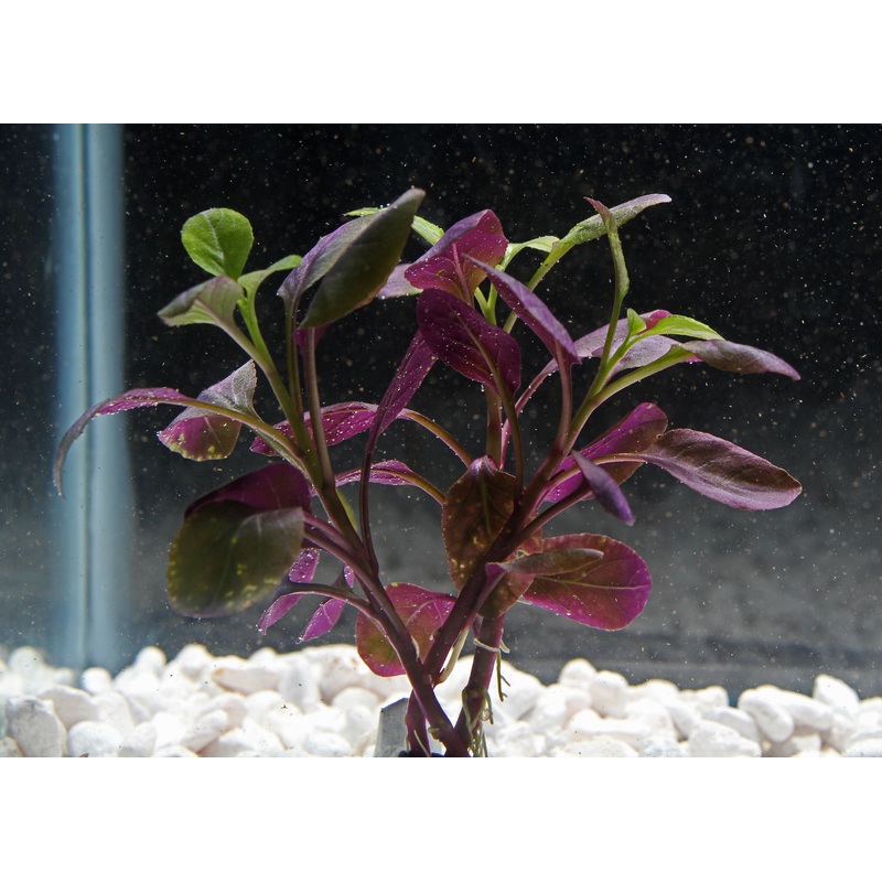 Lobelia Cardinalis Plant