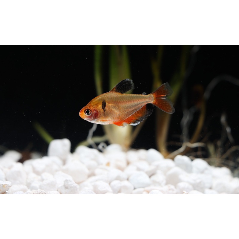 Long Fin Serpae Tetra