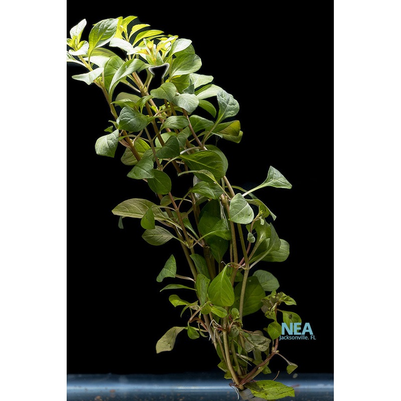 Ludwigia Dark Red