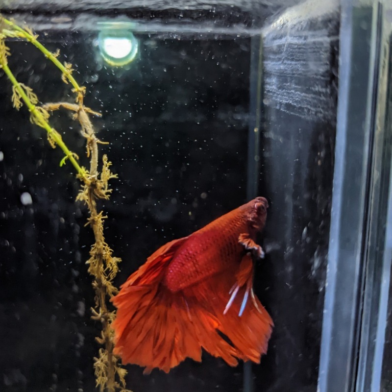 Male Betta Siamese Fighter Fish (#22)