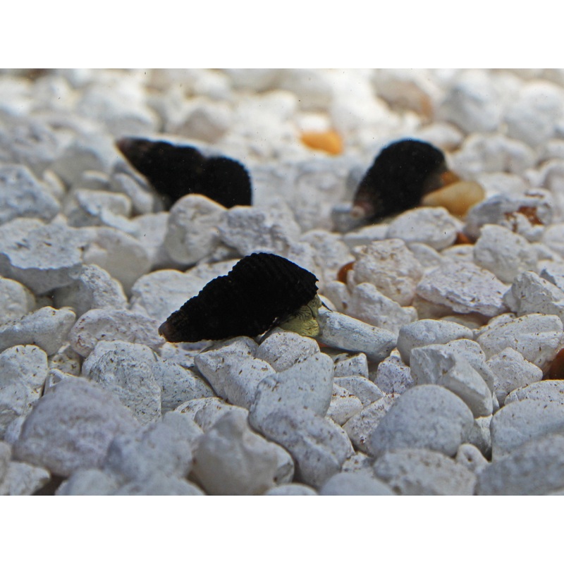 Mini Rabbit Snail