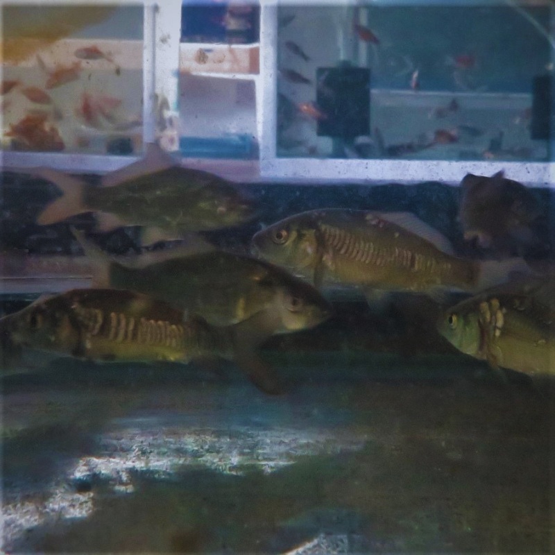 Mixed Bundle Common & Mirror Carp 2-3"
