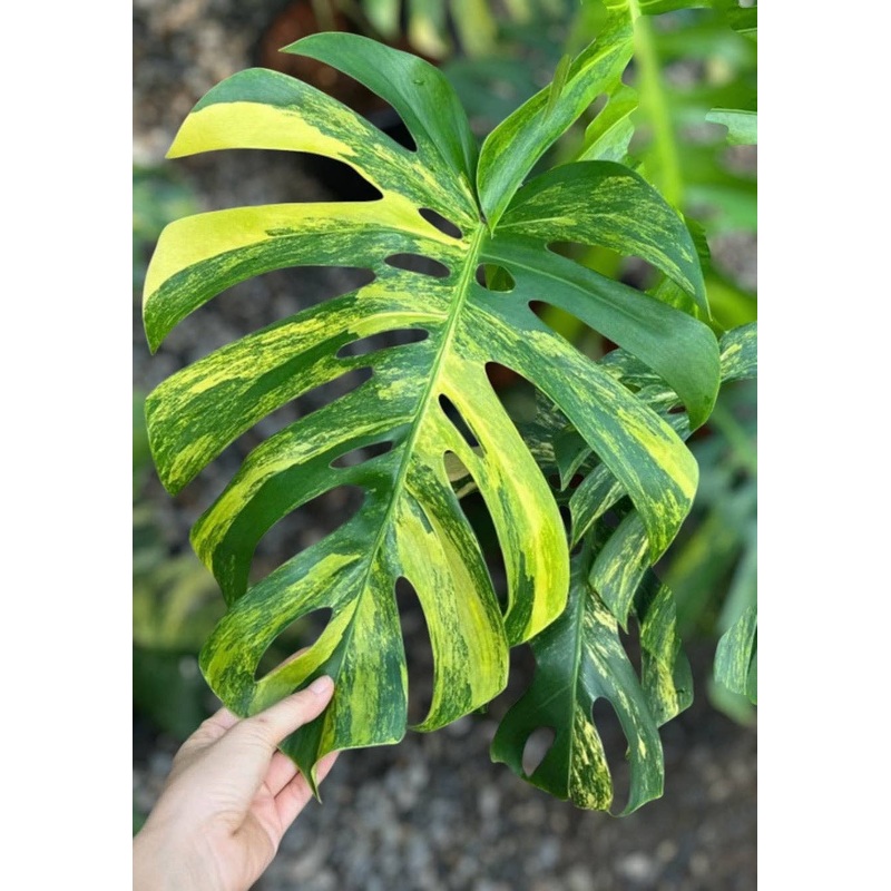 Monstera Aurea: 3-5