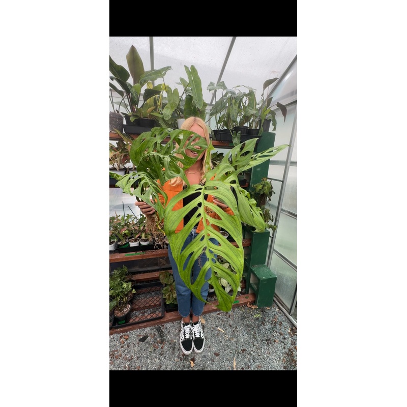 Monstera Esqueleto: 4"