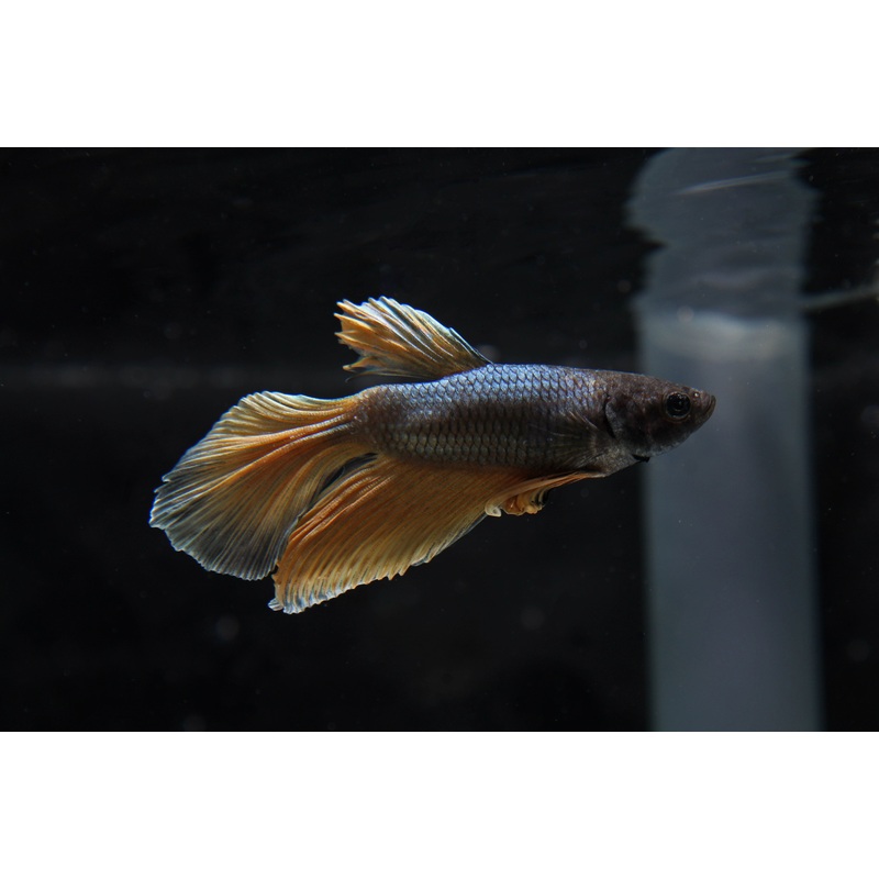 Mustard Gas Betta Fish