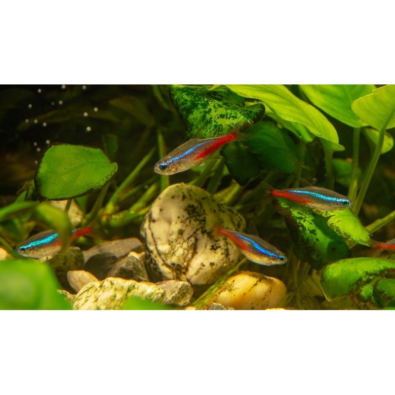 Neon Tetra