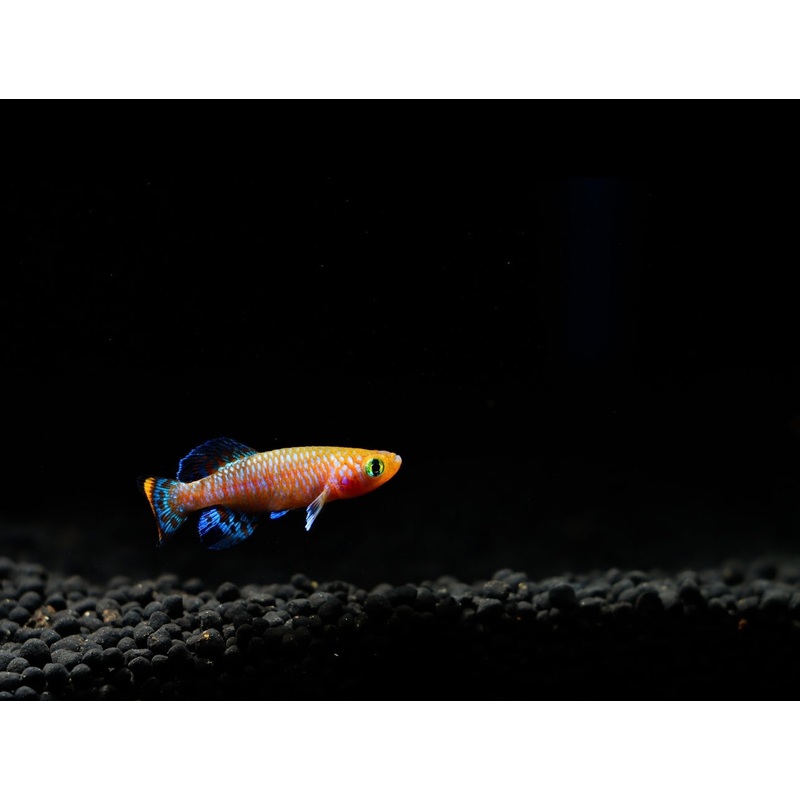 Nothobranchius rachovii "Rachovi Killifish" Pair