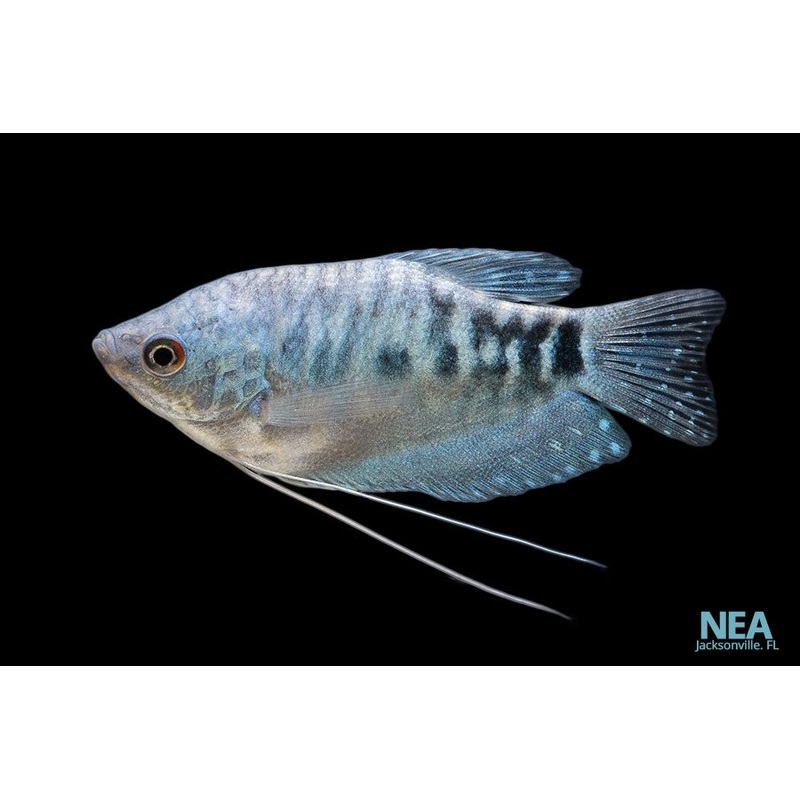 Opaline Gourami