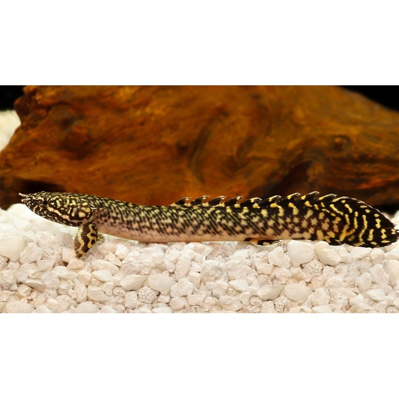Ornatipinnis Bichir