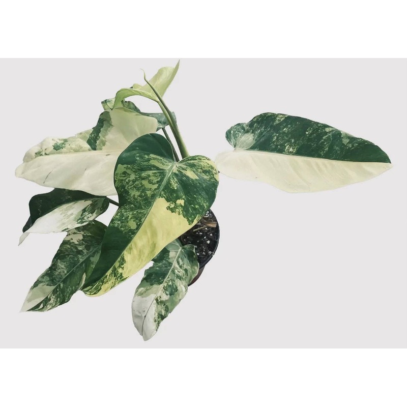 Philodendron Domesticum Variegated