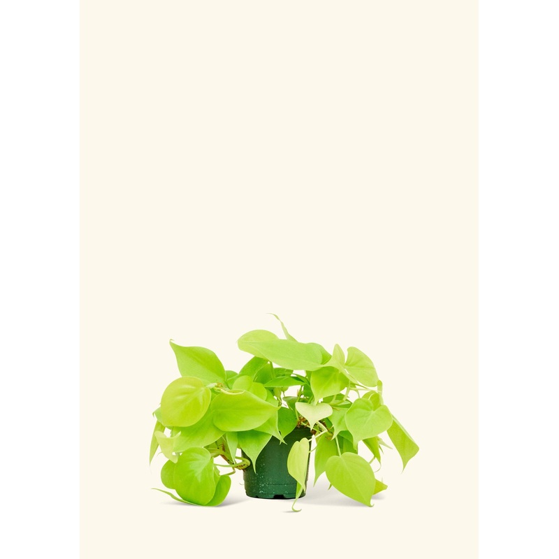 Philodendron 'Neon' (4"  Pot): SM