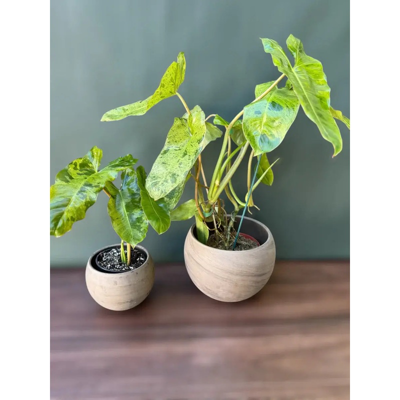 Philodendron Paraiso Verde: 4" Pot