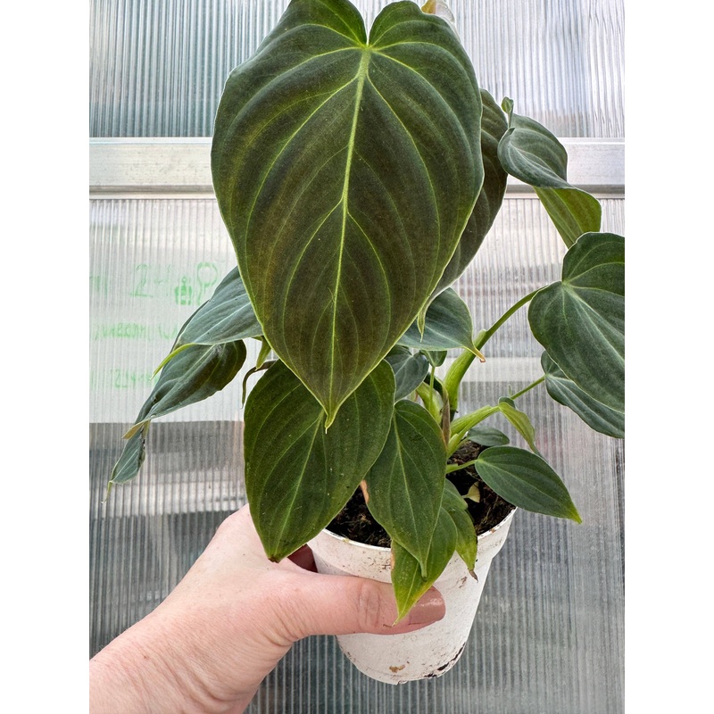 Philodendron Splendid
