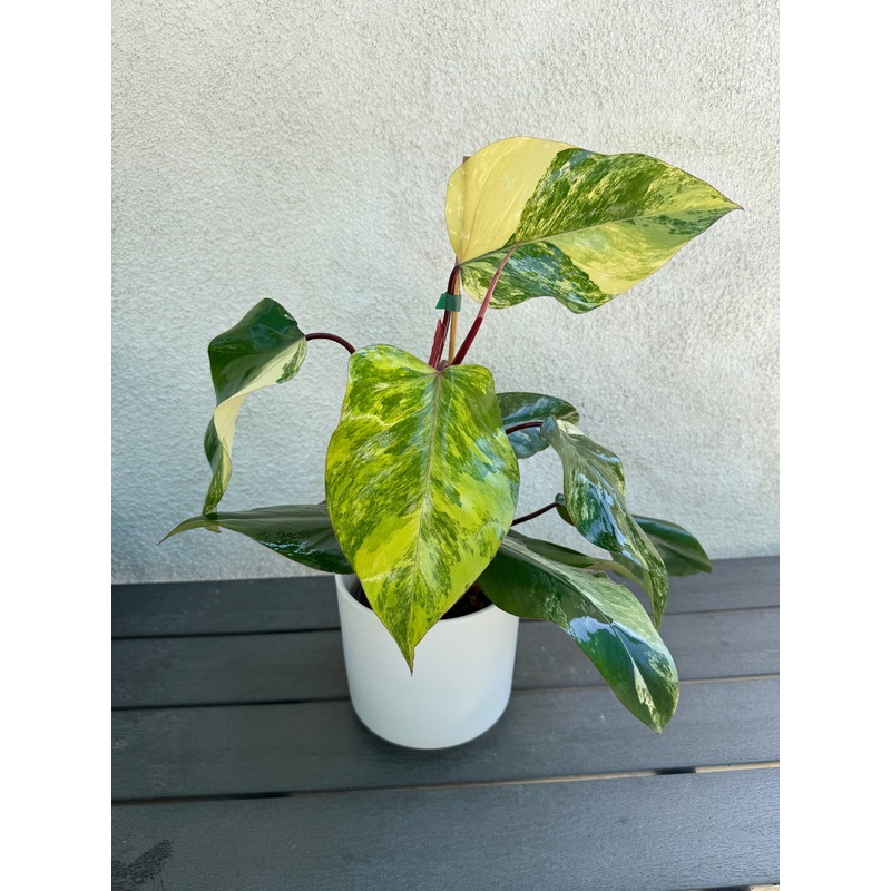 Philodendron Strawberry Shake