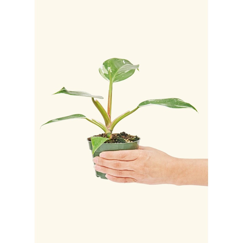 Philodendron 'White Princess' (4" Pot): SM