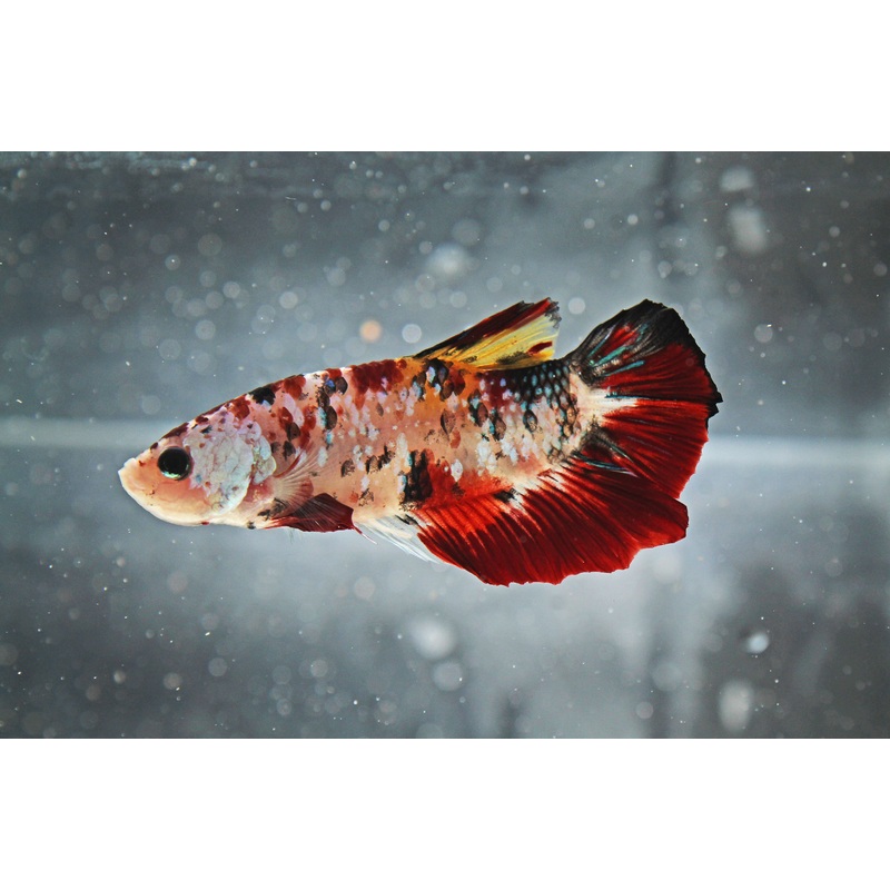 Plakat Koi Betta Fish Male