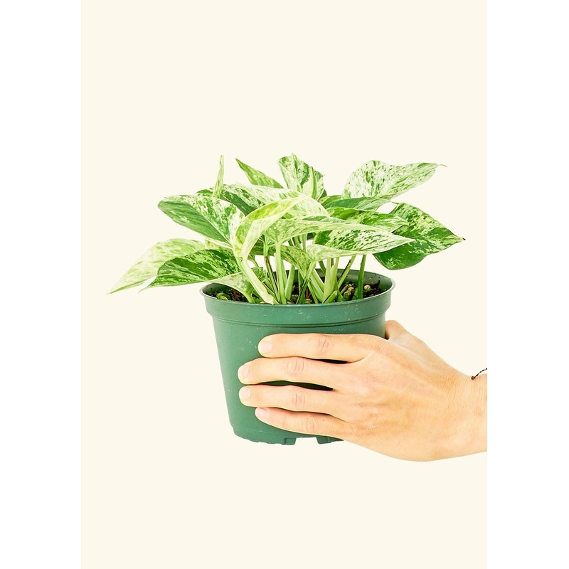 Pothos 'Marble Queen' (4"  Pot): MD