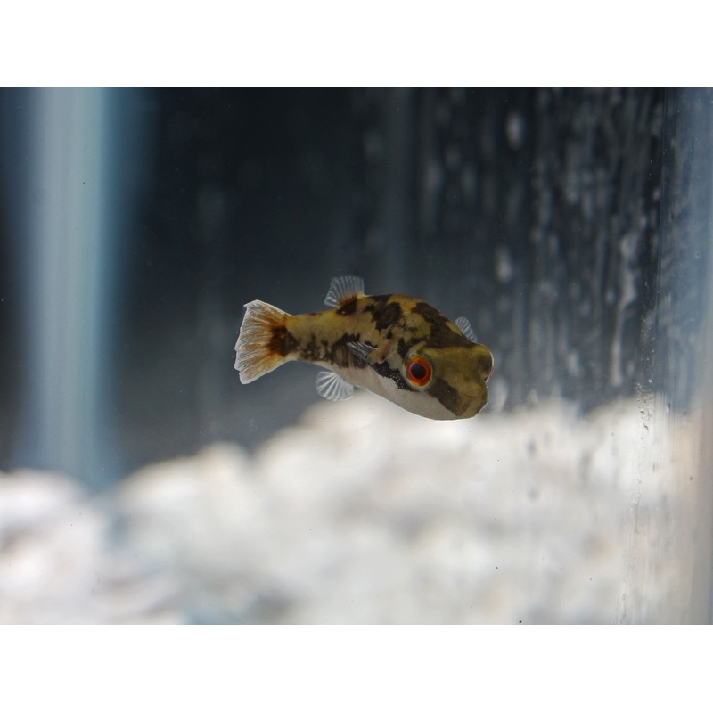Red Eye Puffer Fish